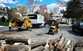 How Our Tree Care Process Works  in  La Homa, TX