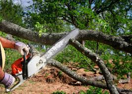Best Tree Maintenance Programs  in La Homa, TX