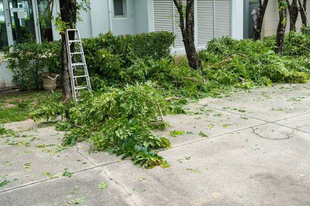 Best Lawn Watering Services  in La Homa, TX
